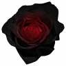 BrokenRose